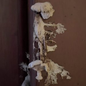 Documentación parcial de la colonización fúngica, bacteriana y microbiana de un apartamento en Bogotá2026Registro fotográfico digital por Lisa Palomino